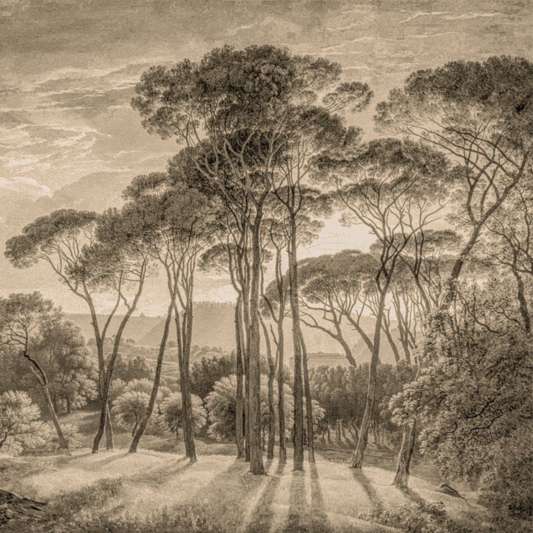 Roma sepia