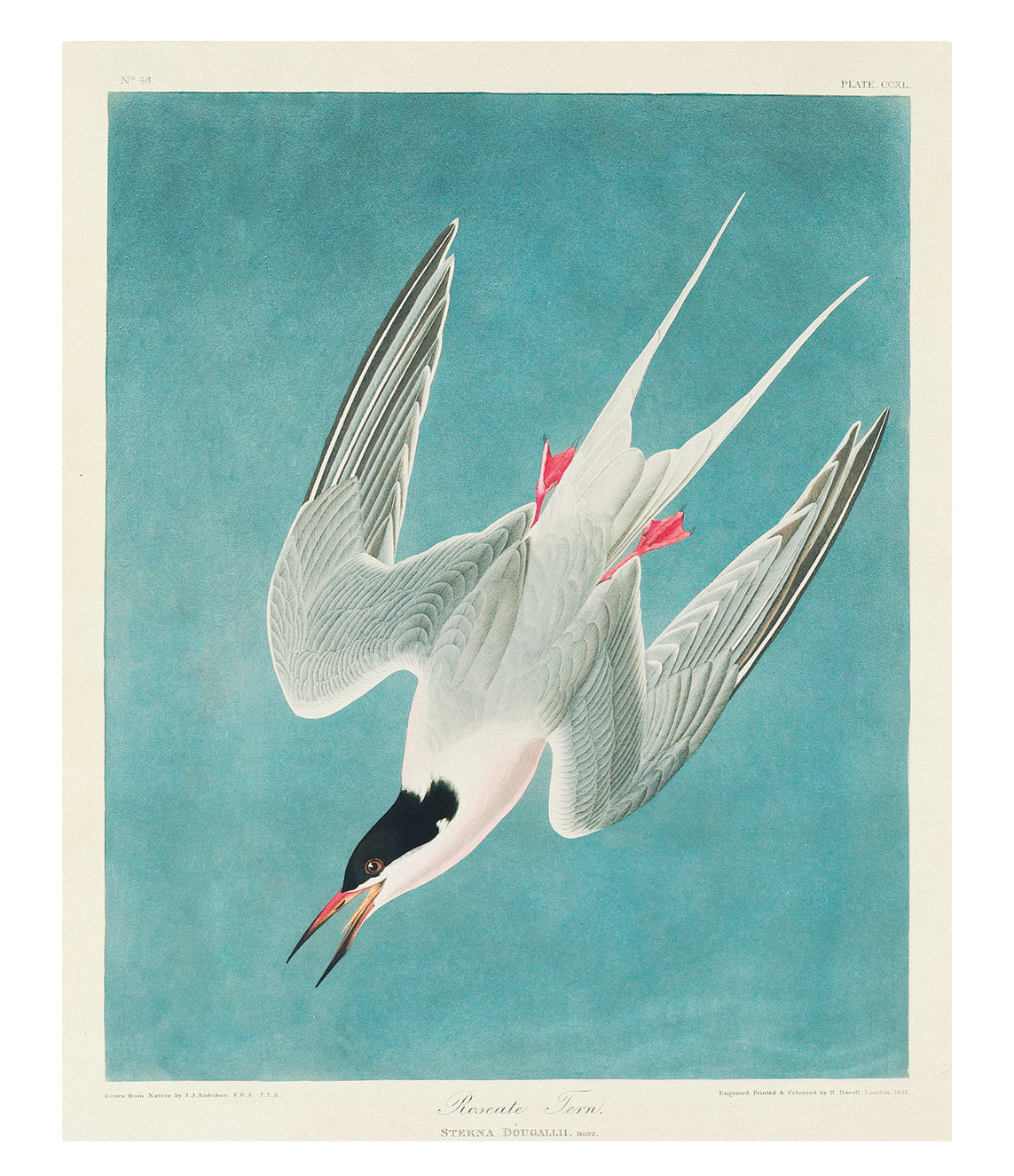 Audobon N°48