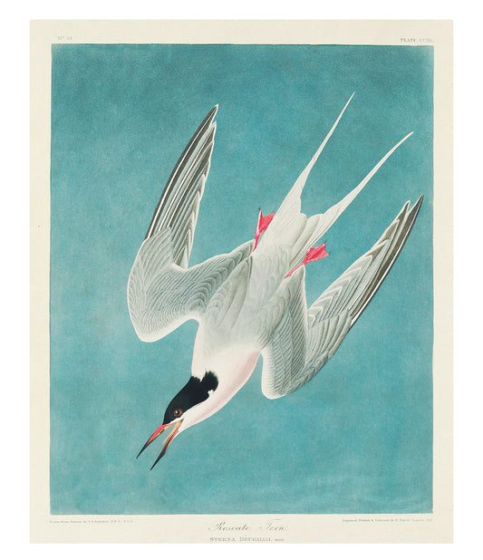 Audobon N°48