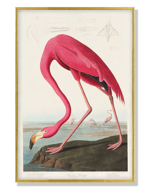 Flamingo